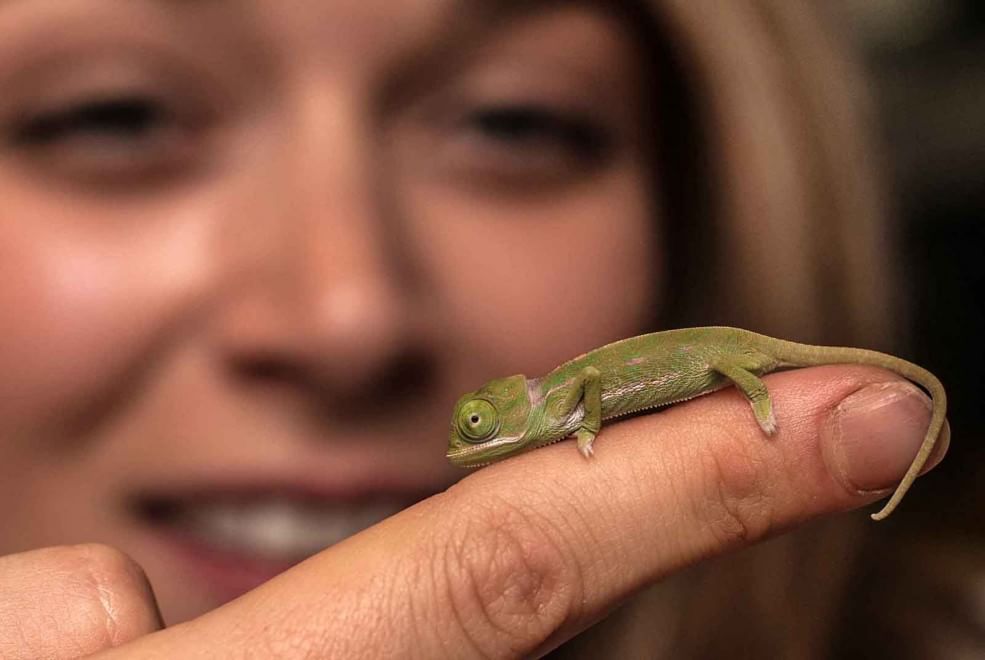 Sydney, grandi quanto un dito: i baby camaleonti dello zoo di Taronga