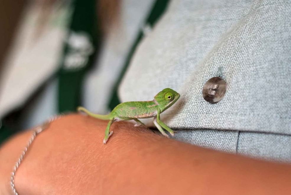 Sydney, grandi quanto un dito: i baby camaleonti dello zoo di Taronga