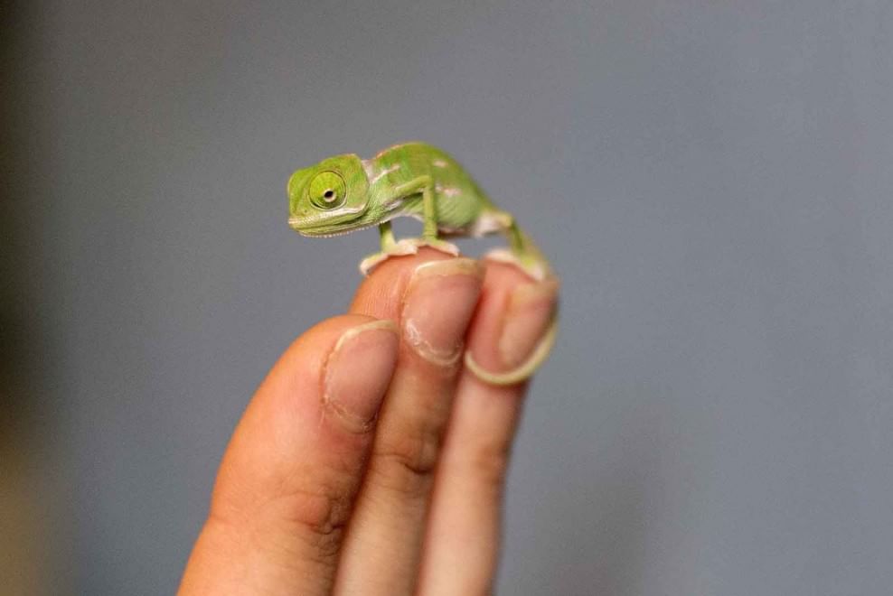 Sydney, grandi quanto un dito: i baby camaleonti dello zoo di Taronga
