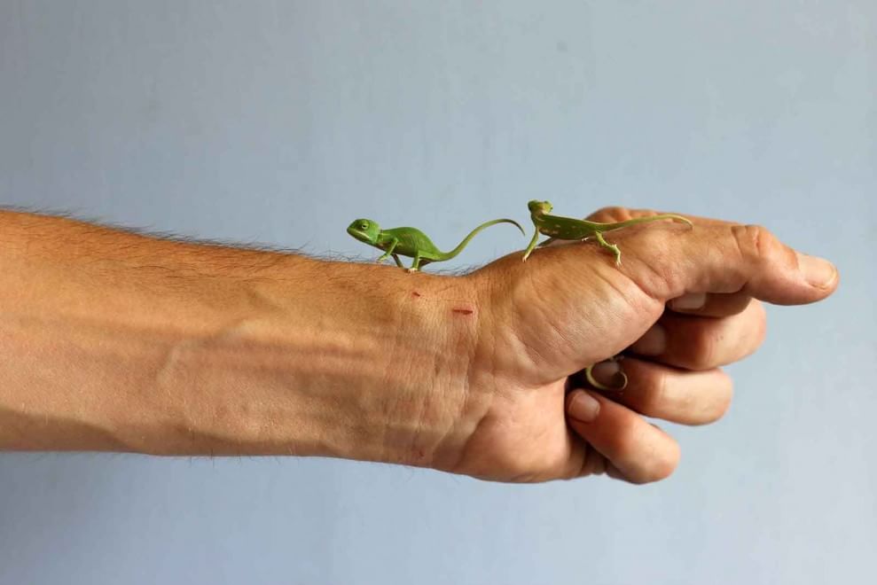 Sydney, grandi quanto un dito: i baby camaleonti dello zoo di Taronga