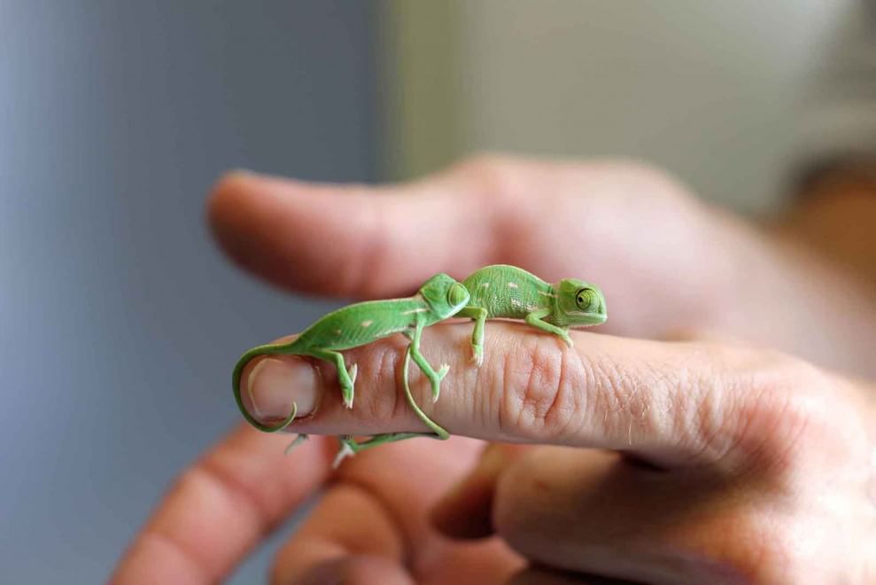 Sydney, grandi quanto un dito: i baby camaleonti dello zoo di Taronga