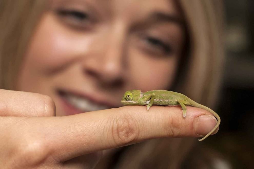 Sydney, grandi quanto un dito: i baby camaleonti dello zoo di Taronga