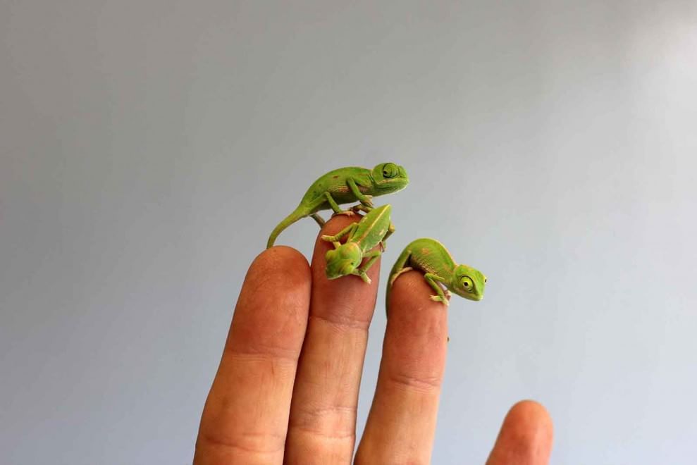 Sydney, grandi quanto un dito: i baby camaleonti dello zoo di Taronga