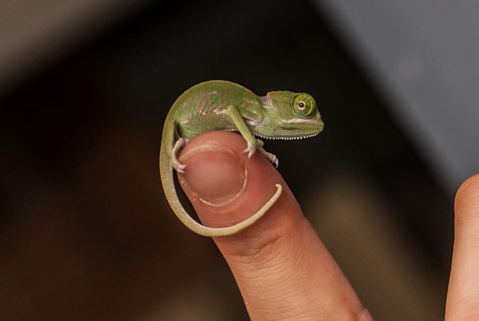 Sydney, grandi quanto un dito: i baby camaleonti dello zoo di Taronga