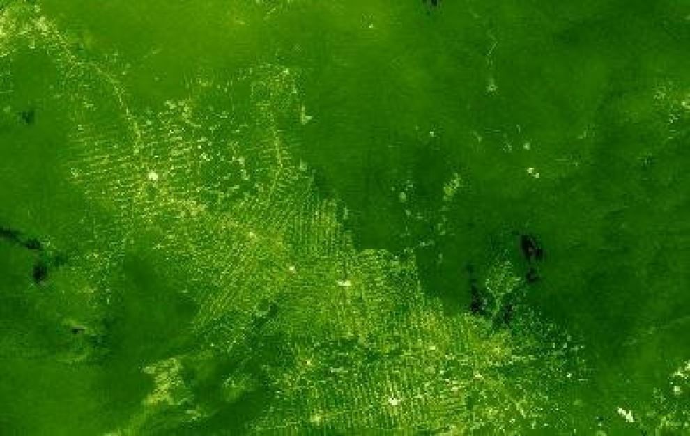 Foreste come isole: biodiversità a rischio