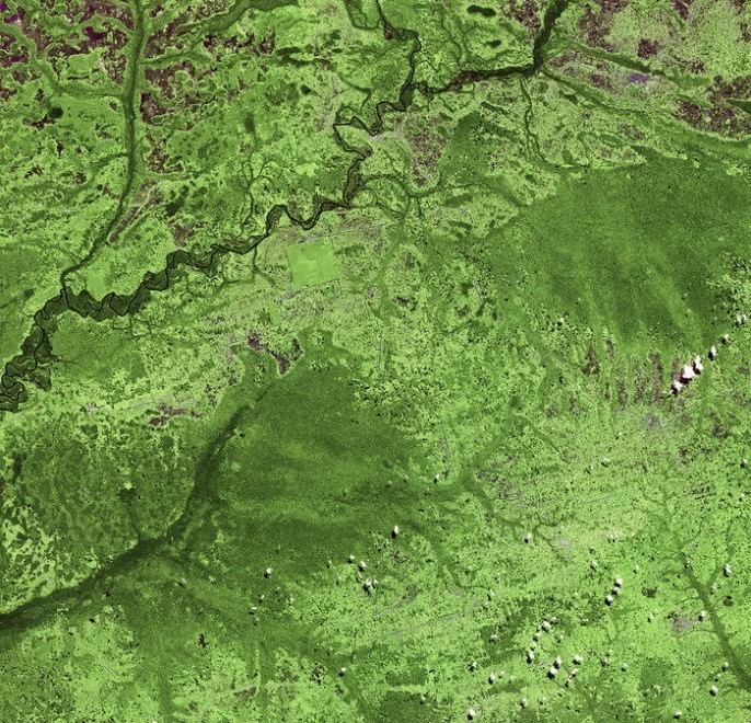 Foreste come isole: biodiversità a rischio