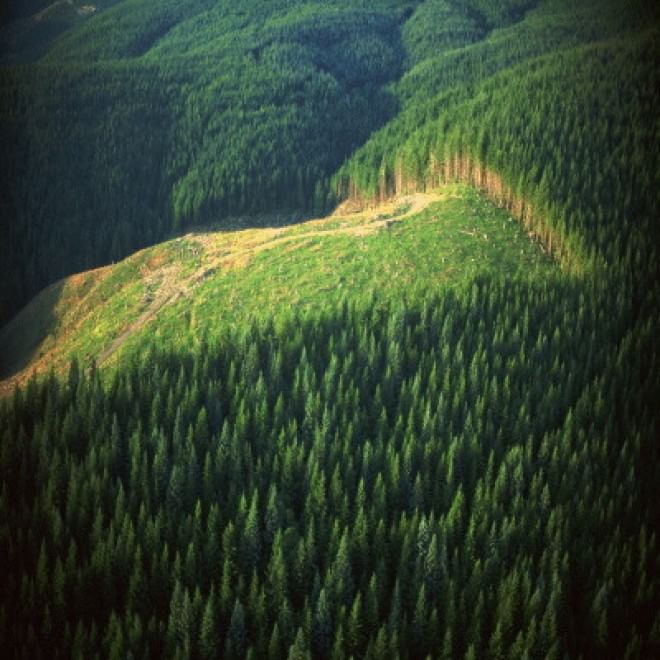 Foreste come isole: biodiversità a rischio