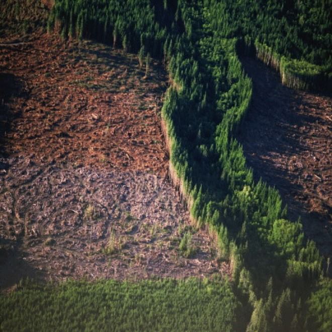 Foreste come isole: biodiversità a rischio