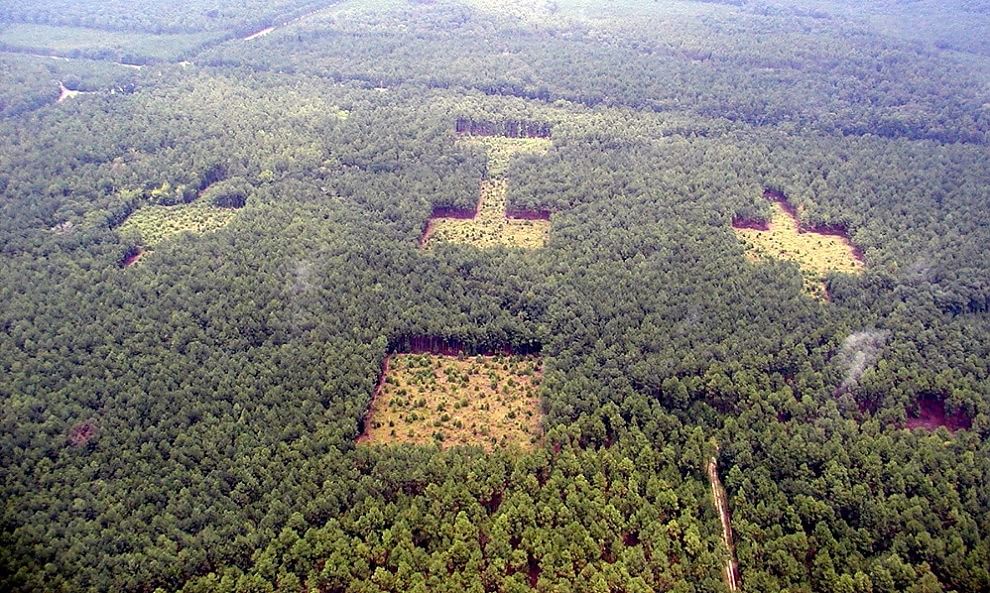 Foreste come isole: biodiversità a rischio