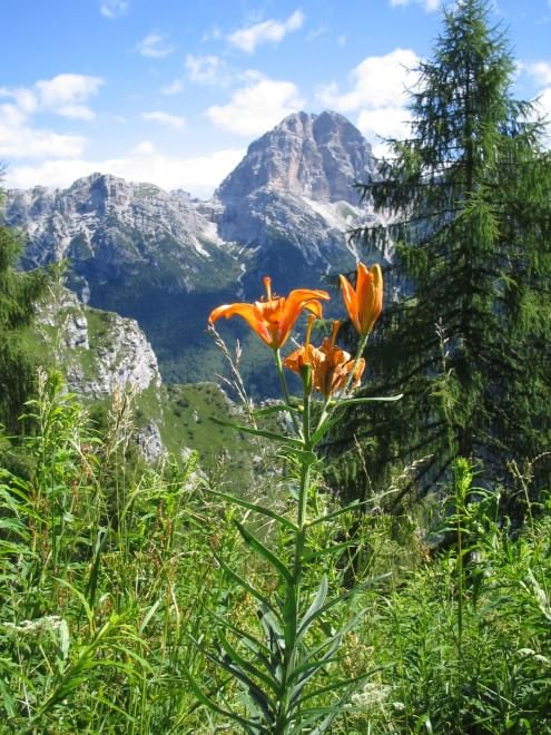 I tesori del Vajont e del parco delle Dolomiti friulane 