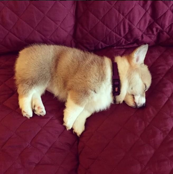 Adorabili cuccioli, l'album della tenerezza