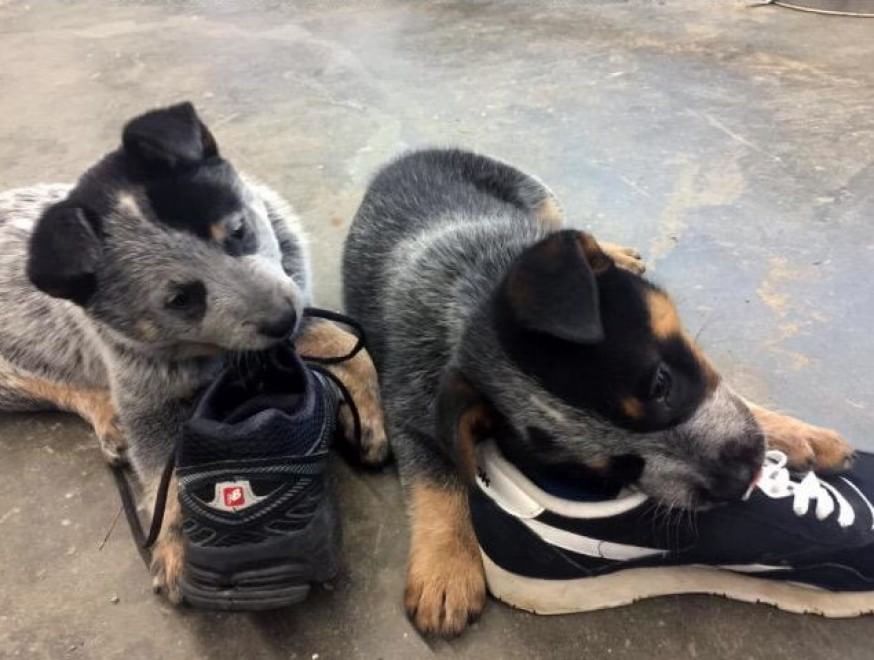 Adorabili cuccioli, l'album della tenerezza
