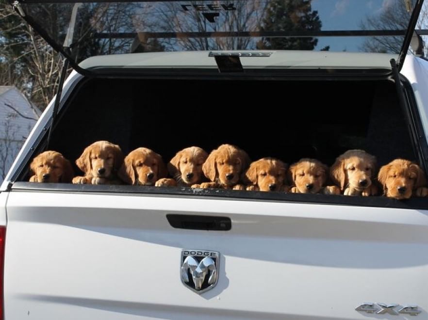 Adorabili cuccioli, l'album della tenerezza