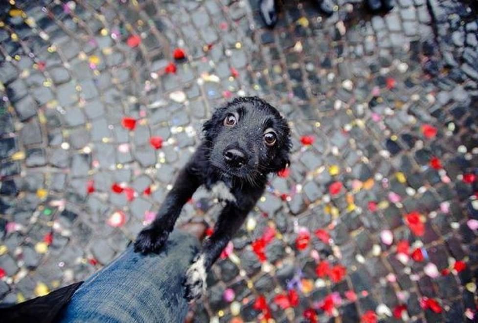 Adorabili cuccioli, l'album della tenerezza