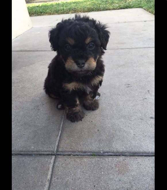 Adorabili cuccioli, l'album della tenerezza