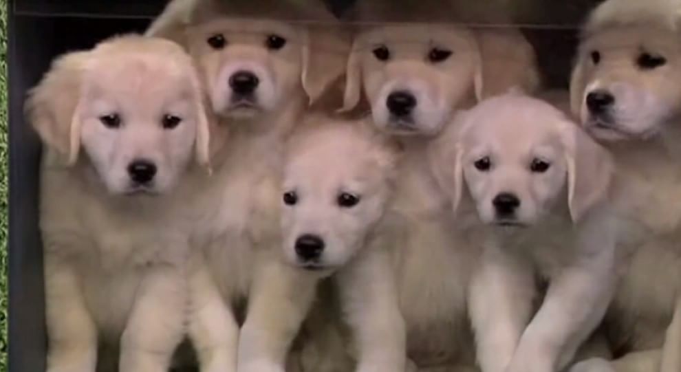 Adorabili cuccioli, l'album della tenerezza