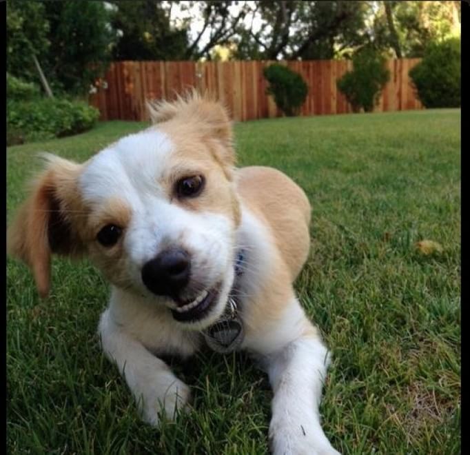 Adorabili cuccioli, l'album della tenerezza