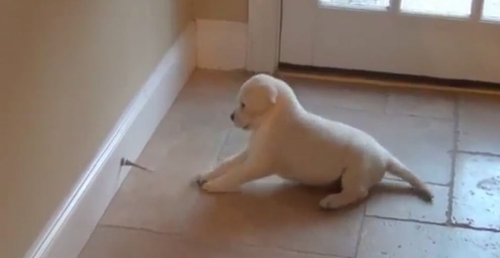 Adorabili cuccioli, l'album della tenerezza
