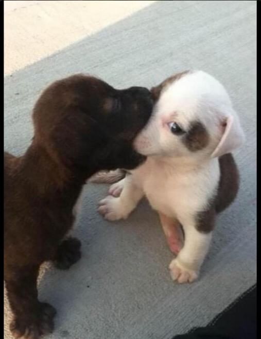 Adorabili cuccioli, l'album della tenerezza
