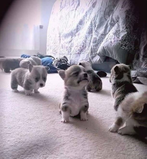Adorabili cuccioli, l'album della tenerezza