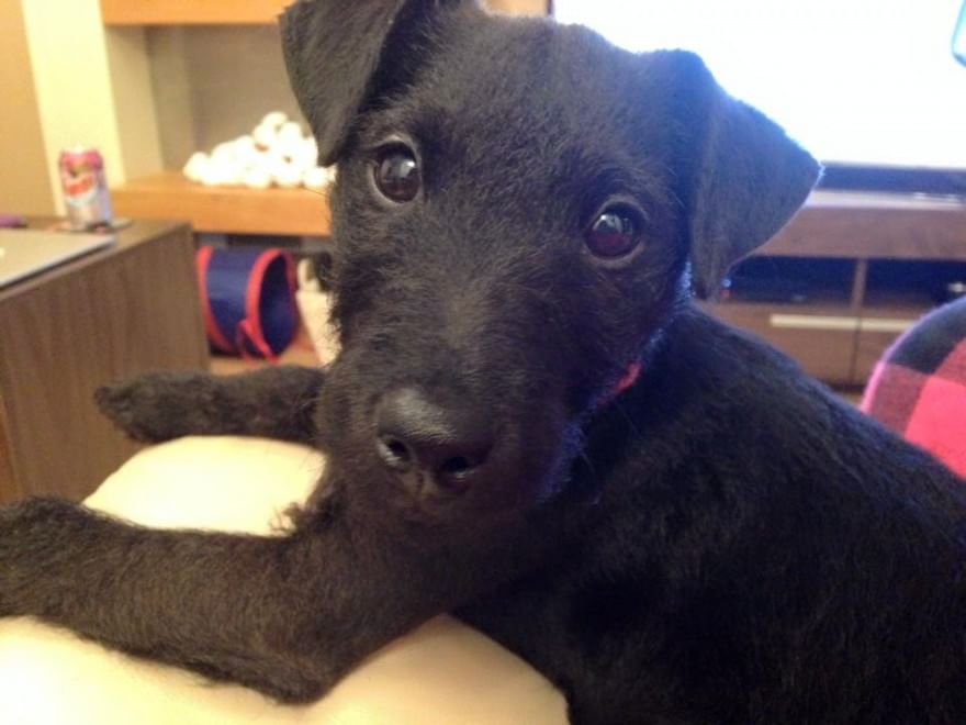 Adorabili cuccioli, l'album della tenerezza