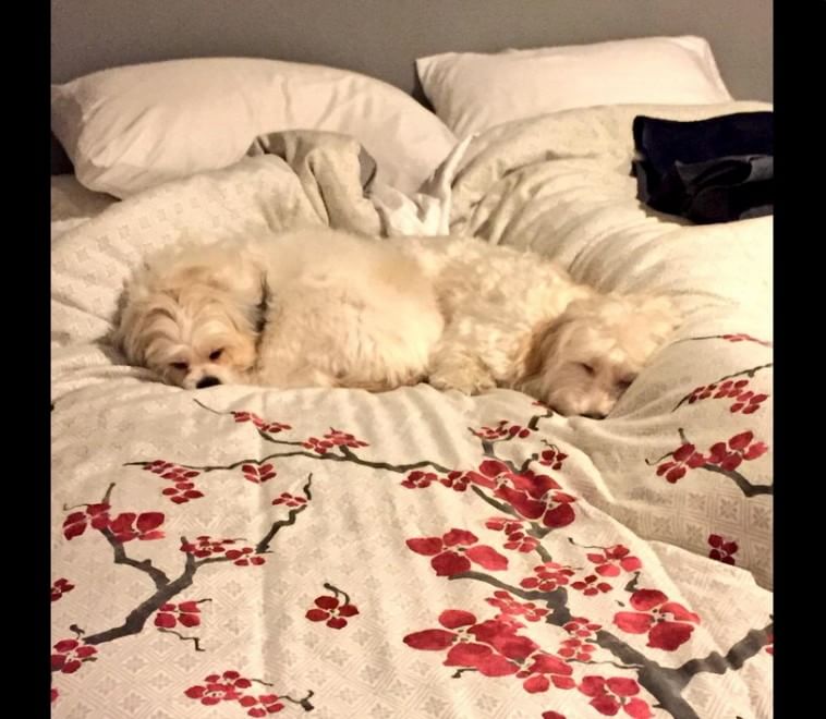 Adorabili cuccioli, l'album della tenerezza