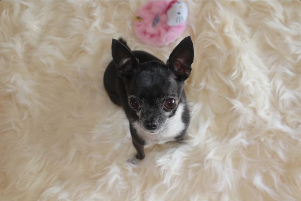 Adorabili cuccioli, l'album della tenerezza