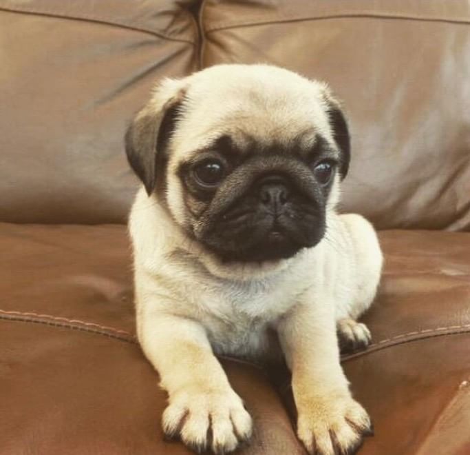 Adorabili cuccioli, l'album della tenerezza