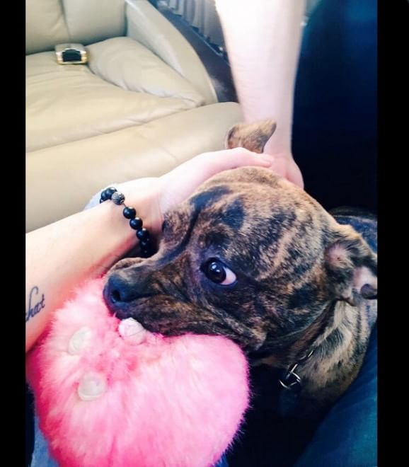 Adorabili cuccioli, l'album della tenerezza