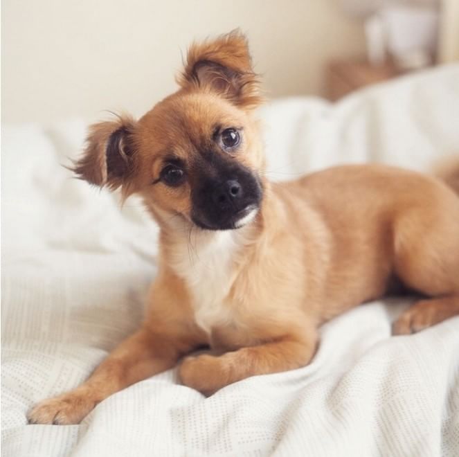 Adorabili cuccioli, l'album della tenerezza
