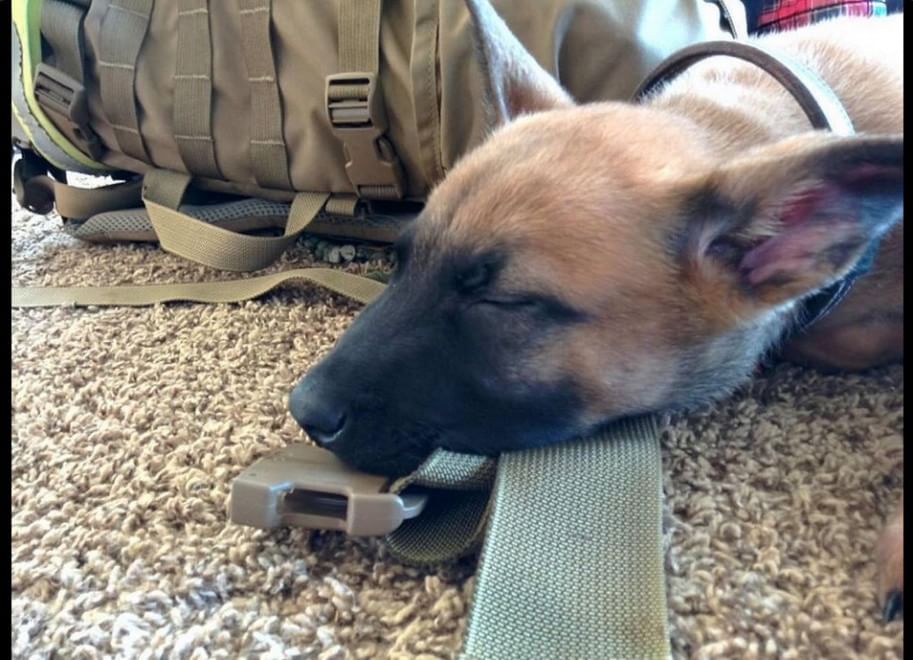 Adorabili cuccioli, l'album della tenerezza