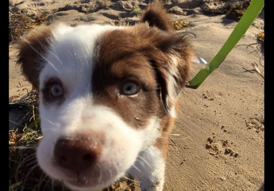 Adorabili cuccioli, l'album della tenerezza