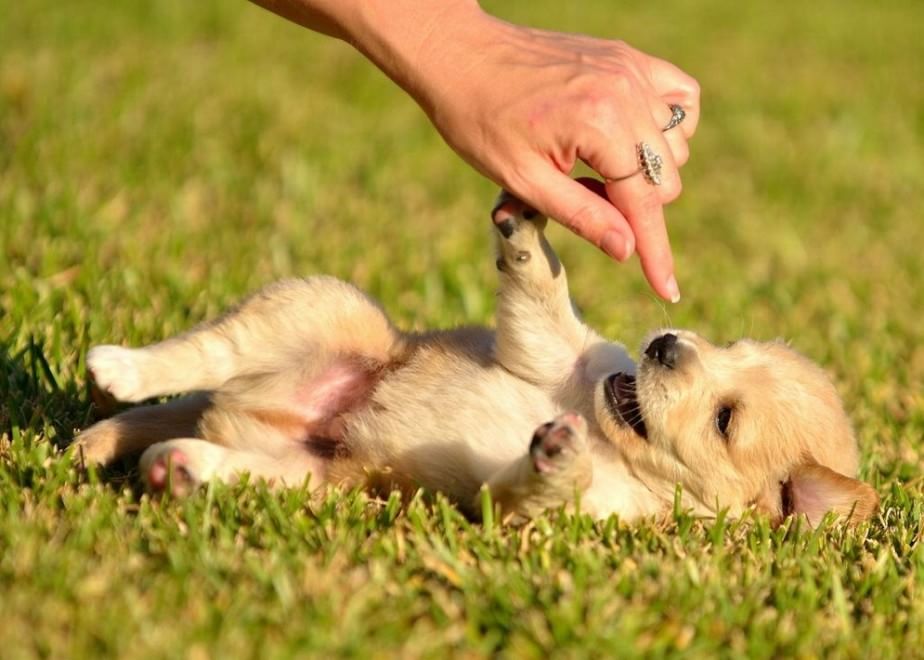 Adorabili cuccioli, l'album della tenerezza