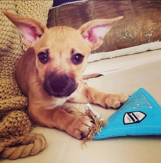 Adorabili cuccioli, l'album della tenerezza