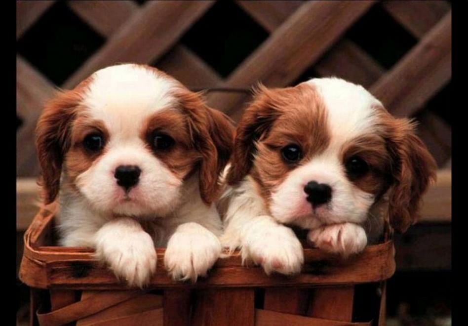 Adorabili cuccioli, l'album della tenerezza