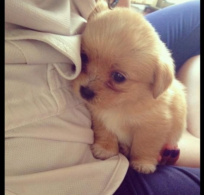 Adorabili cuccioli, l'album della tenerezza