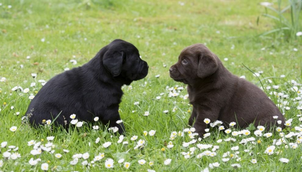 Adorabili cuccioli, l'album della tenerezza