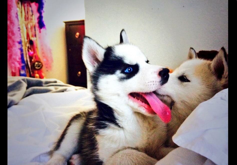 Adorabili cuccioli, l'album della tenerezza