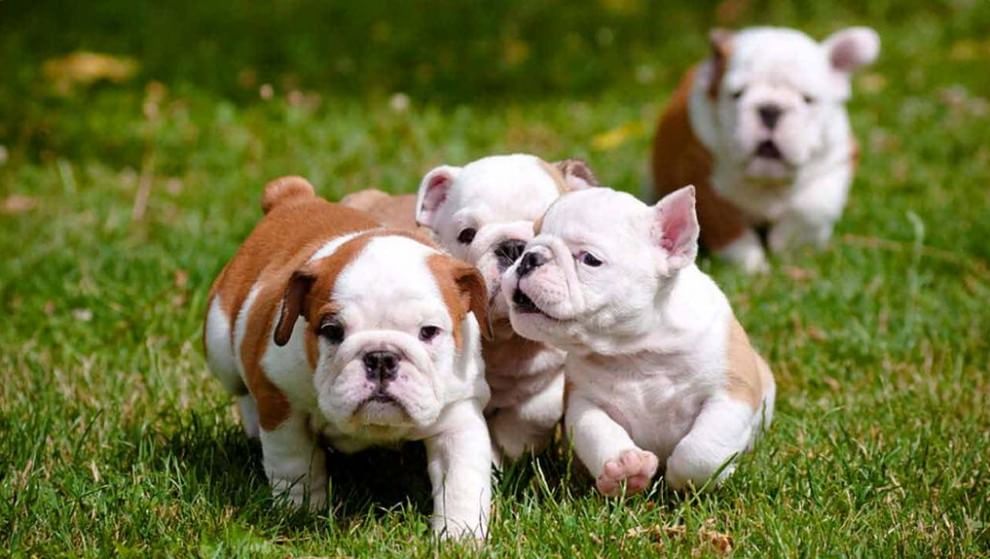 Adorabili cuccioli, l'album della tenerezza