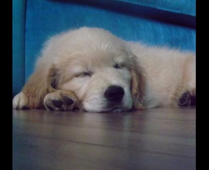 Adorabili cuccioli, l'album della tenerezza