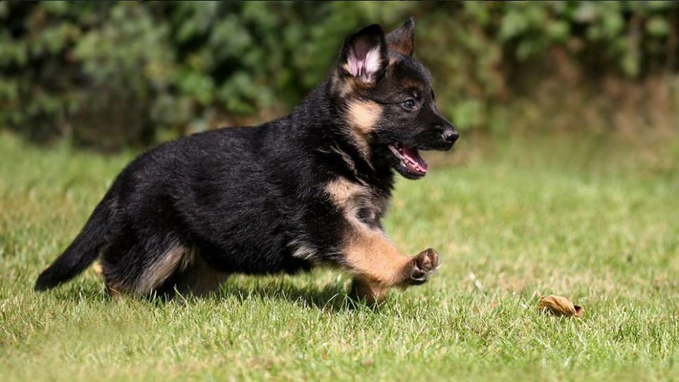 Adorabili cuccioli, l'album della tenerezza