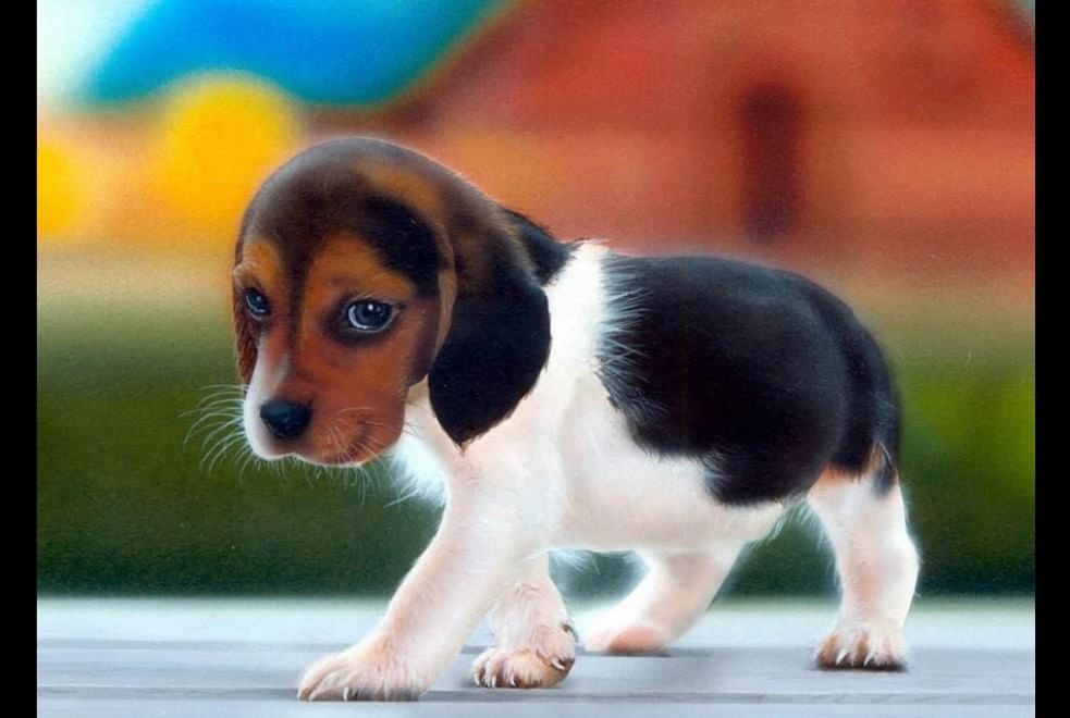 Adorabili cuccioli, l'album della tenerezza