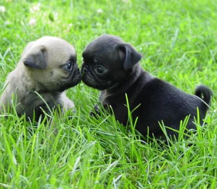 Adorabili cuccioli, l'album della tenerezza