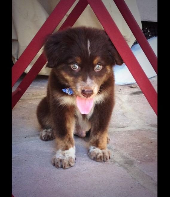 Adorabili cuccioli, l'album della tenerezza