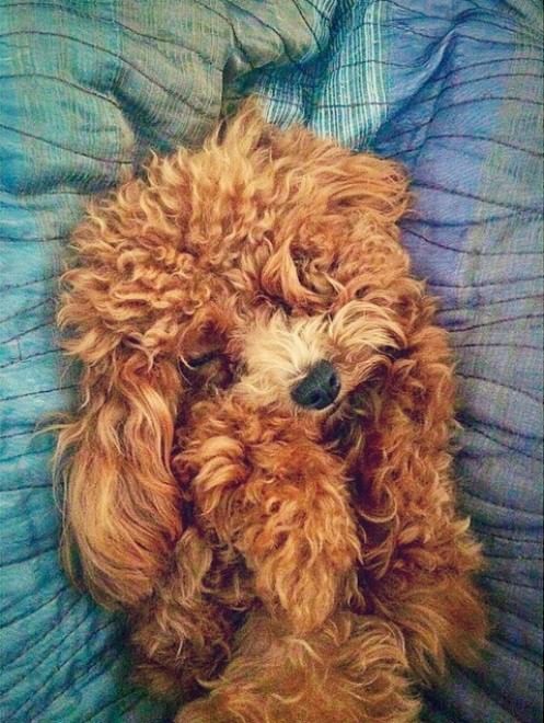 Adorabili cuccioli, l'album della tenerezza