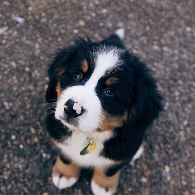 Adorabili cuccioli, l'album della tenerezza