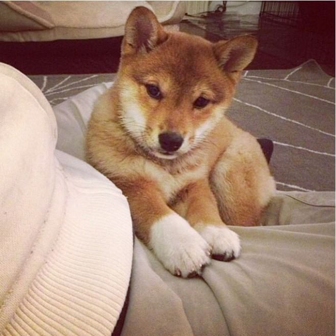 Adorabili cuccioli, l'album della tenerezza