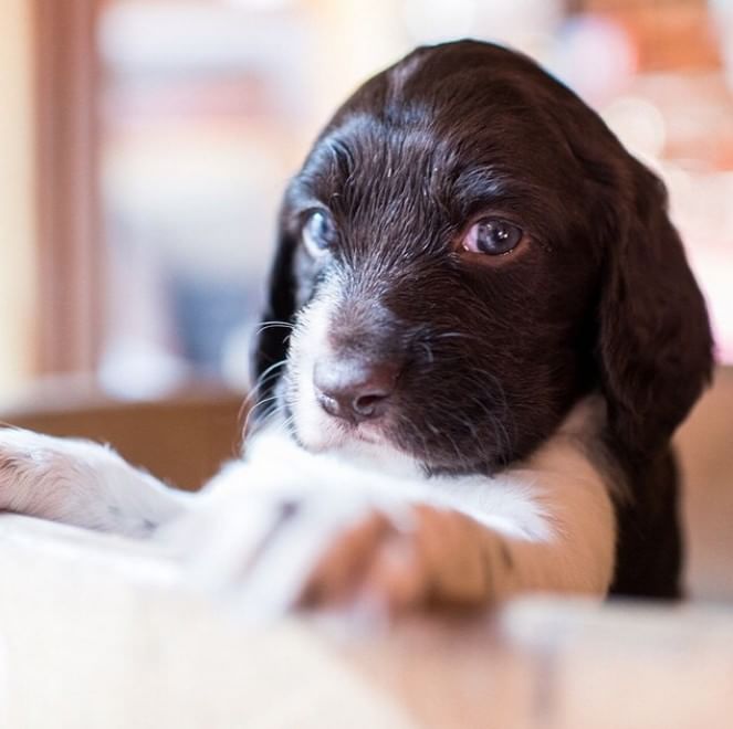 Adorabili cuccioli, l'album della tenerezza
