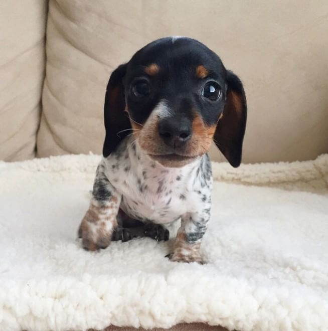 Adorabili cuccioli, l'album della tenerezza