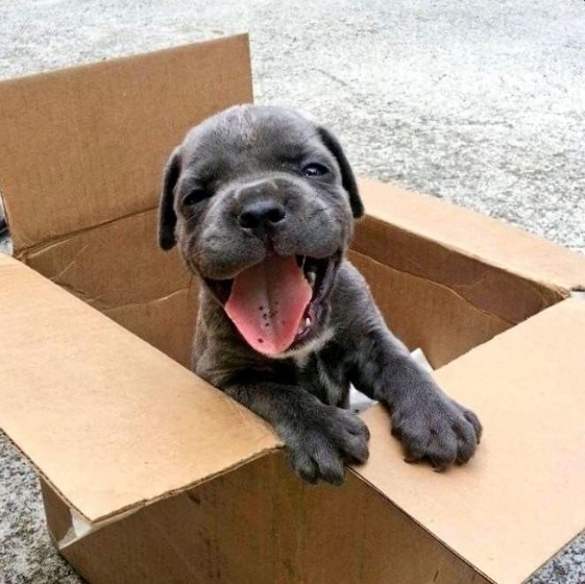Adorabili cuccioli, l'album della tenerezza